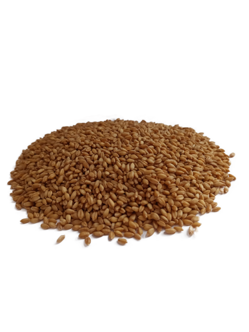 Grano tenero Maiorca integrale in chicco